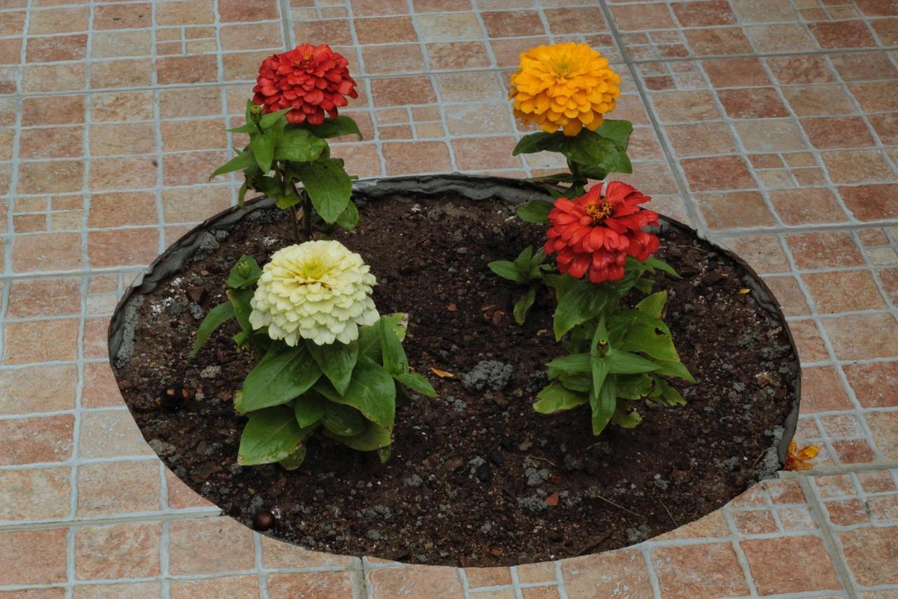 B&B Verzavo Cetraro Ngoại thất bức ảnh